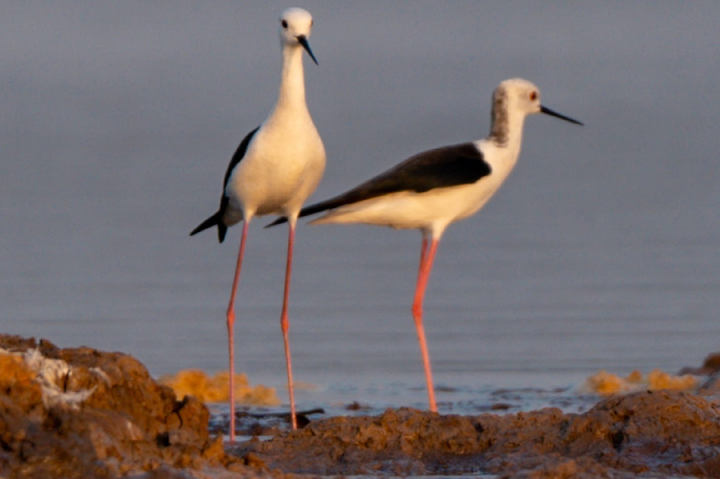 Boeng Pearaing Bird Sanctuary