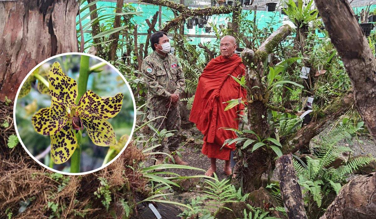 The world's largest kesarkol (Orchid), the Preah Traheng, is blooming for the third time on Mount Kulen.