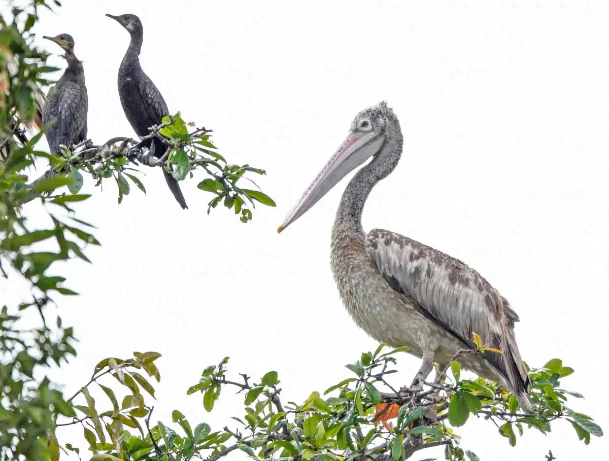 Discover Prek Toal: Cambodia’s Bird Sanctuary Wonderland