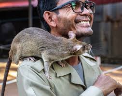 Beyond the Temples: Art, Nature & Hero Rats